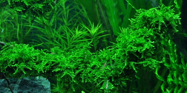 Mech Creeping moss mech pełzający